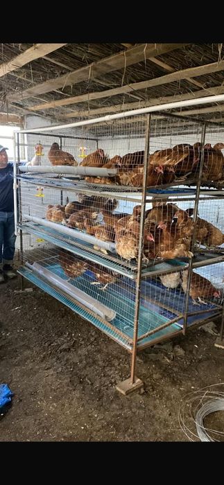 Клетки для кур новые