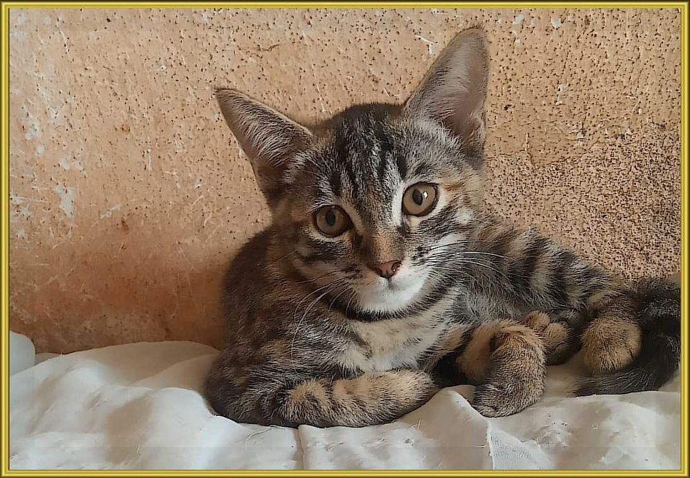 Котята в хорошие руки