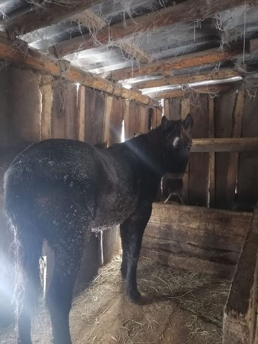 Продам соғым-мясо, жеребчик 1.7