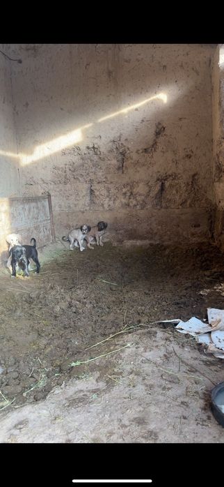 Тазы күшік тер бар