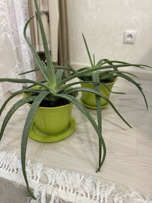 Продаю комнатные растения