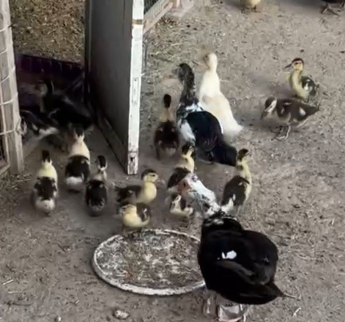 Гусы королевские, индоутки