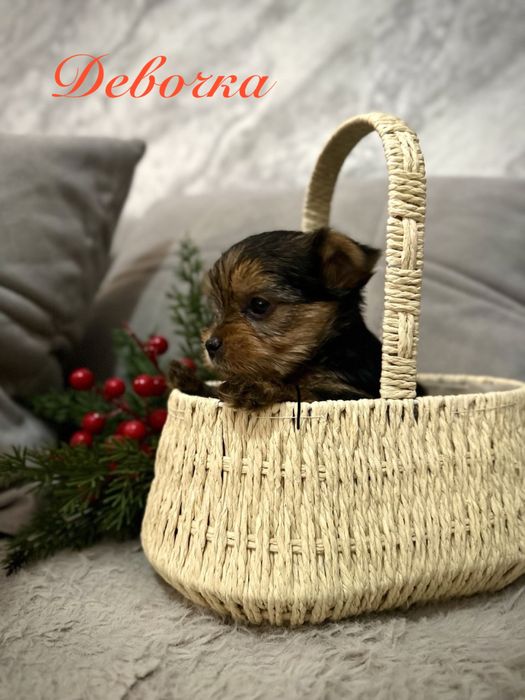 Щенки Йоркширского терьера