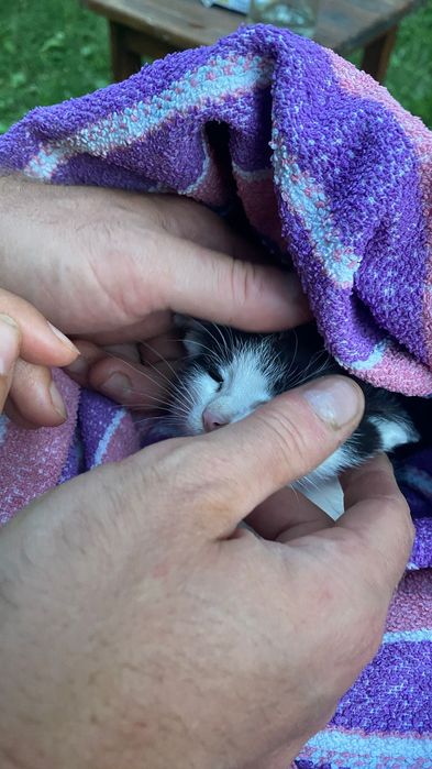 Бебе коте търси дом