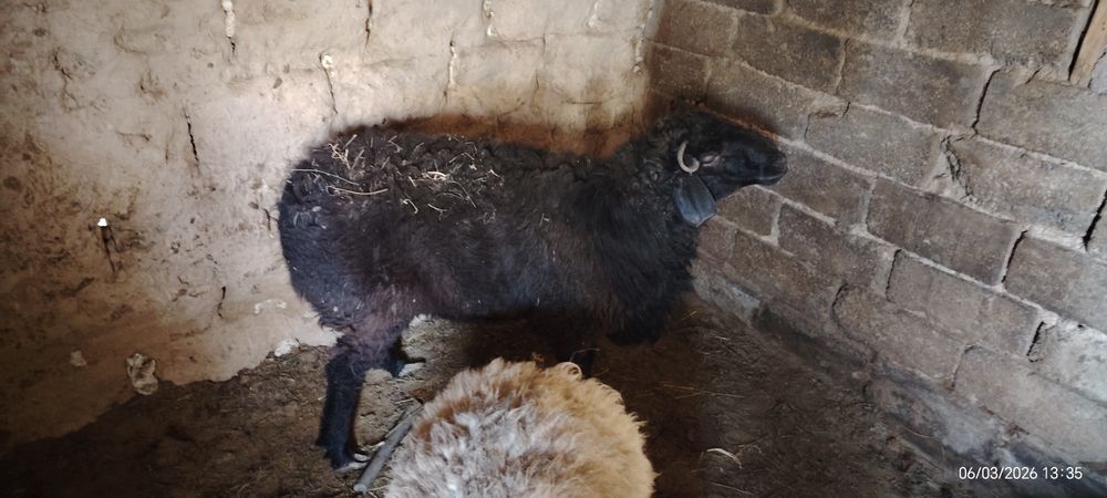 Кошкар бордакы тек бидаймен