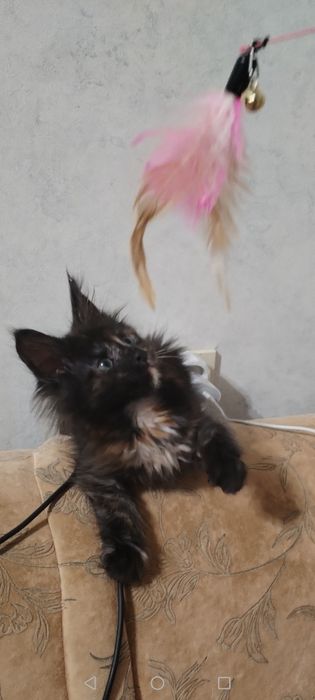 Мейн кун девочка