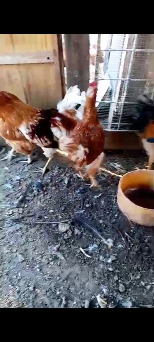 Тауық тауық тауық