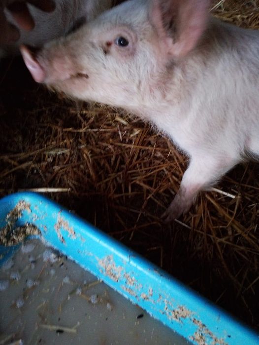 Прасенца / Прасе 18 kg