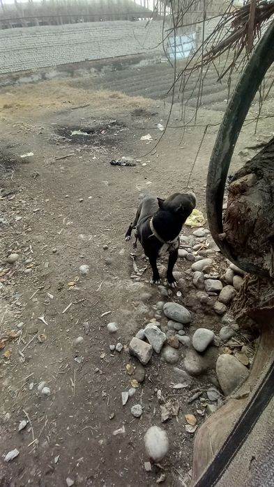 Pitbul sotiladi yoshi 1,5da ogil