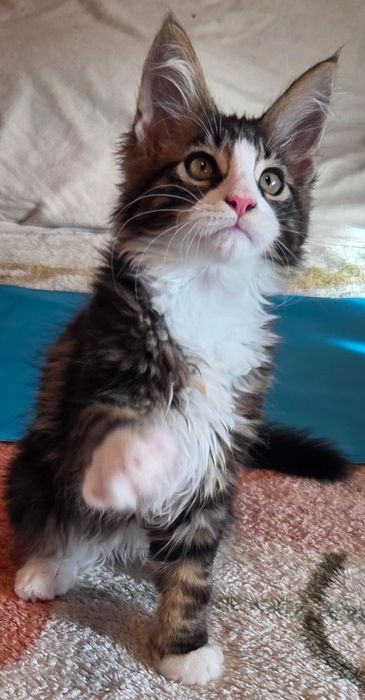 Motanel Maine Coon