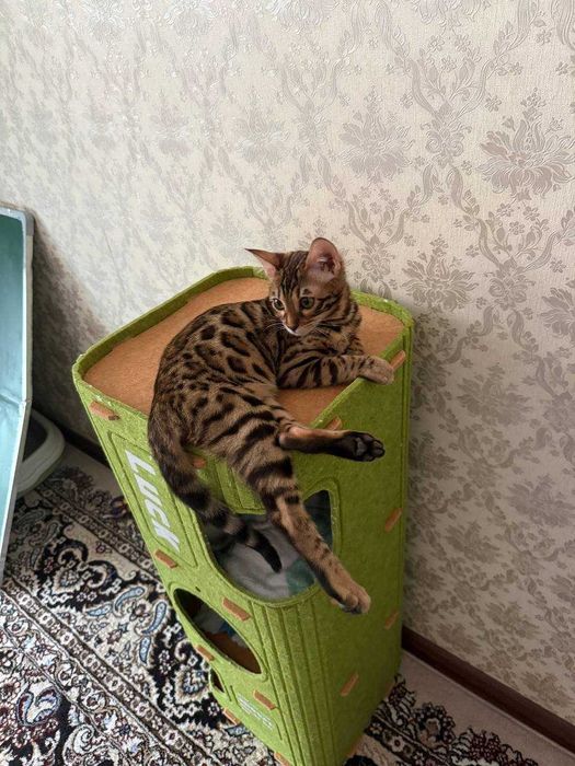 Продаю свою Бенгальскую кошку -5 месяцев, по кличке Муизза