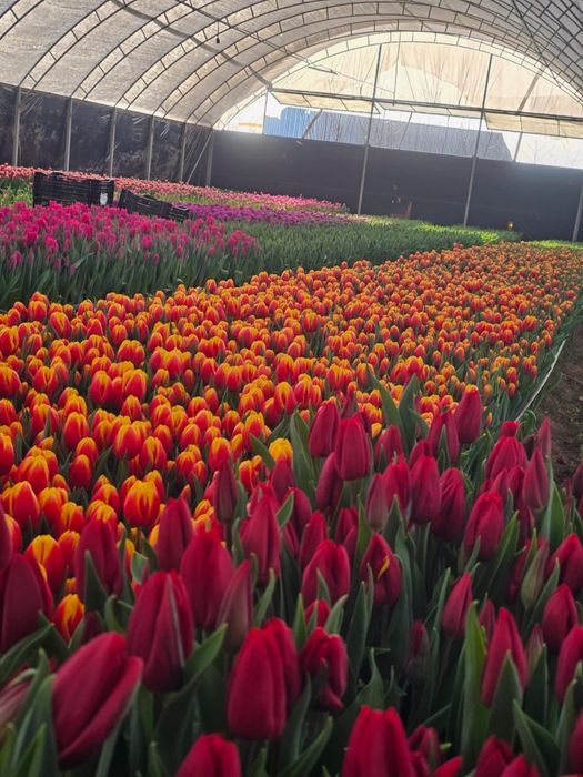 Тюльпаны оптом 420 тг