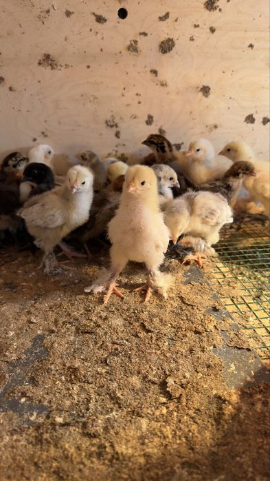 Yirik Brama jo‘jalari sotiladi (toza zot)