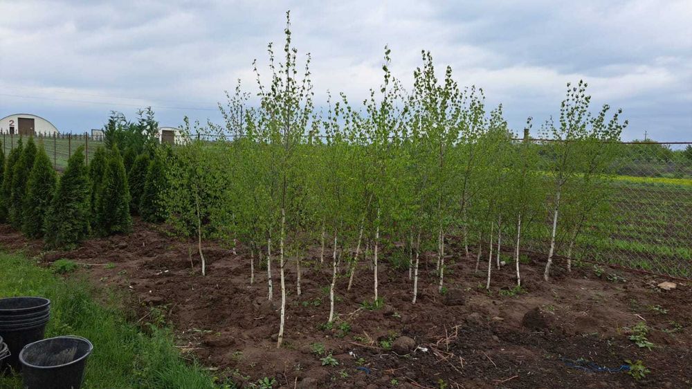 Cameciparis  tuia leilandii
