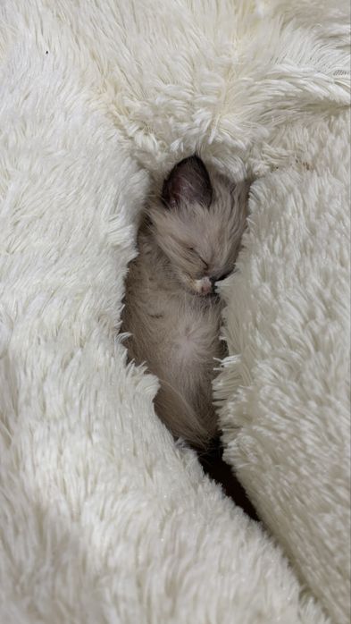 Кошка бесплатный Шымкент