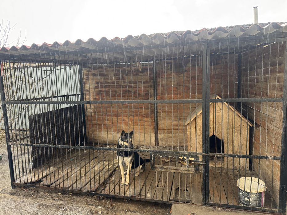 Собака  европейц