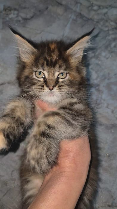 Котята породы Мейн-кун