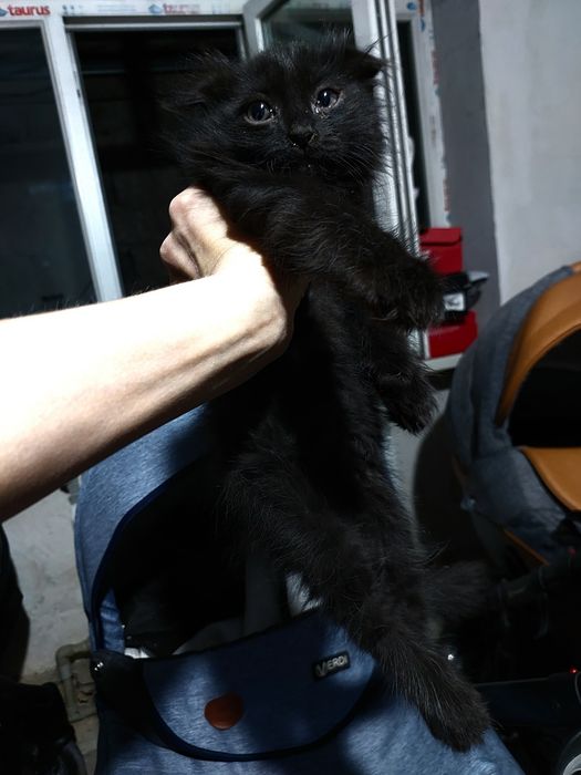 Котята в добрые руки отдам