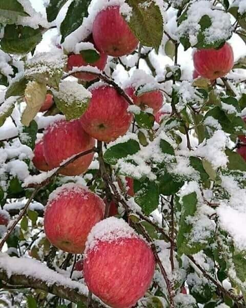 ПИНКЛЕДИ олма кучатларимиз бор сортига кафолат берамиз