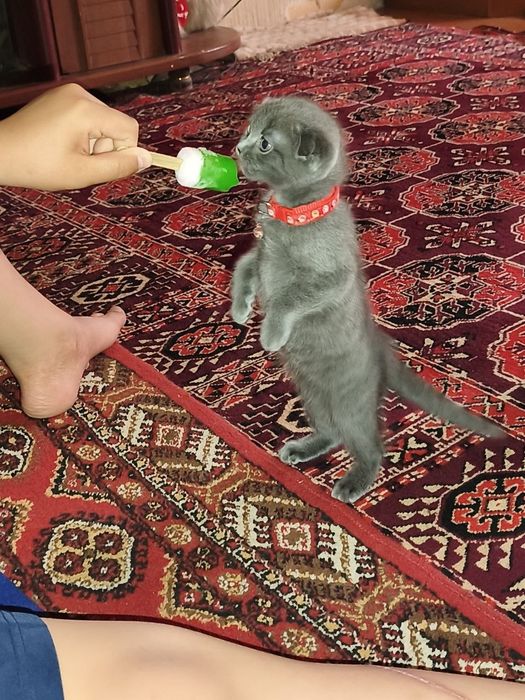 3oylik mushuk sotiladi