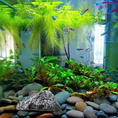 Живые растения для аквариума