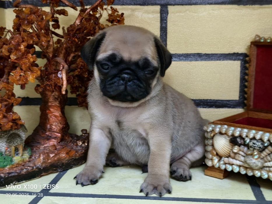 Очаровательные щенки мопса.