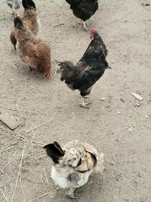 Продам петухов. Петух.