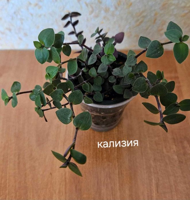 Каллизия цветущая.