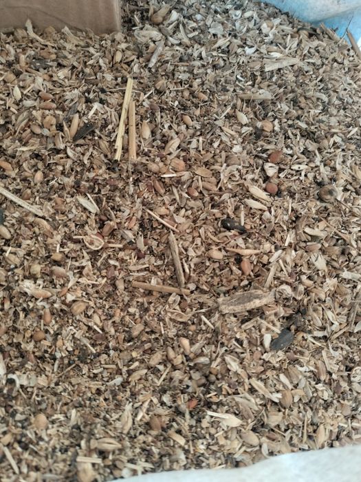 Отходы льна для баранов и лошадей