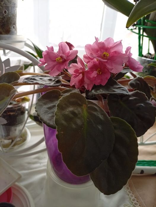 Домашние растения