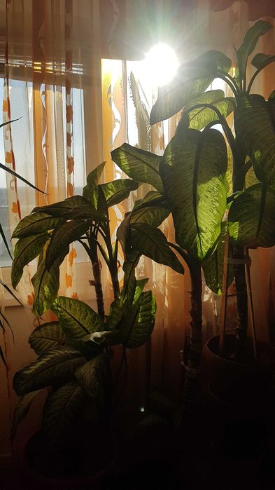 Floare Dieffenbachia casa, birou, decor - oferta saptamana asta