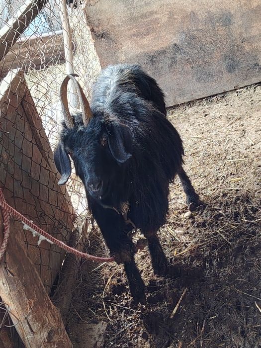 Echkilar tezda sotiladi