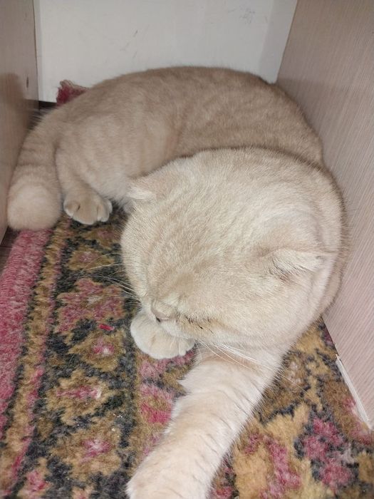 Sotiladi narxini kelishamiz