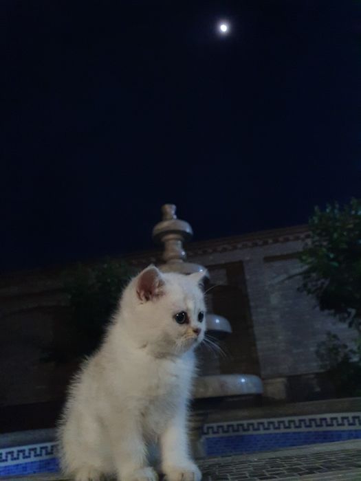 Серебрянная шиншилла