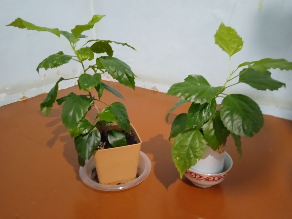 Гүлдер сатамыз/Продаем цветы