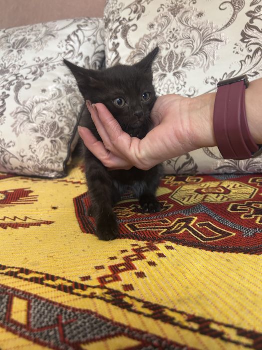 Отдам котят в хорошие руки