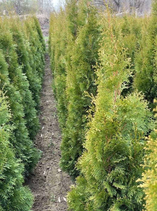 Туя смарагд 150-180 см