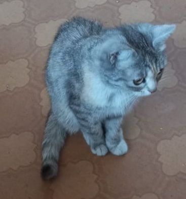 Ласковый и игривый котёнок