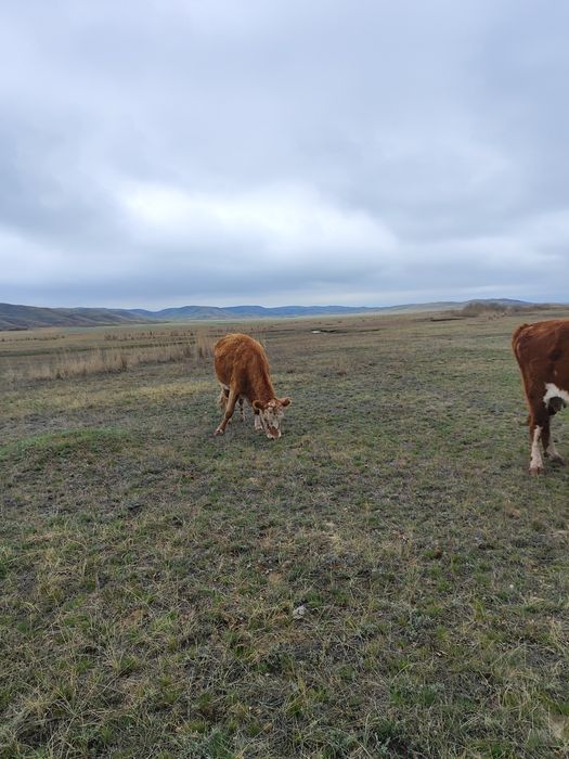 Продаю тайынша и коров