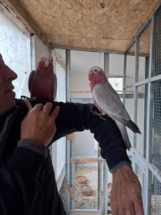 Vând  Amazon pereche  și roza kakadu  blânzi