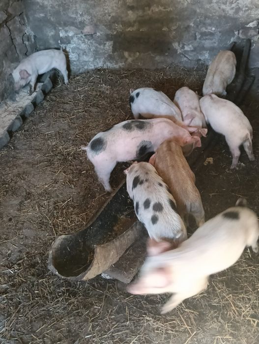 Am de vânzare mititei