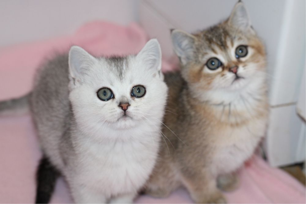 Британски късокосмести котенца