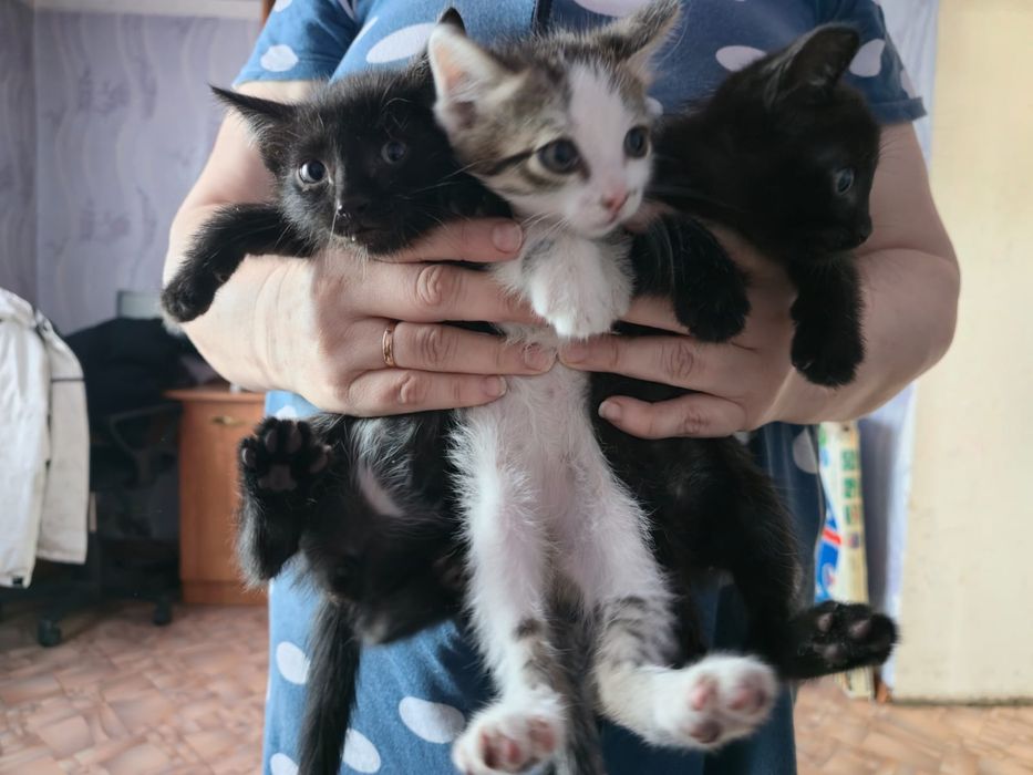 Отдам в добрые руки