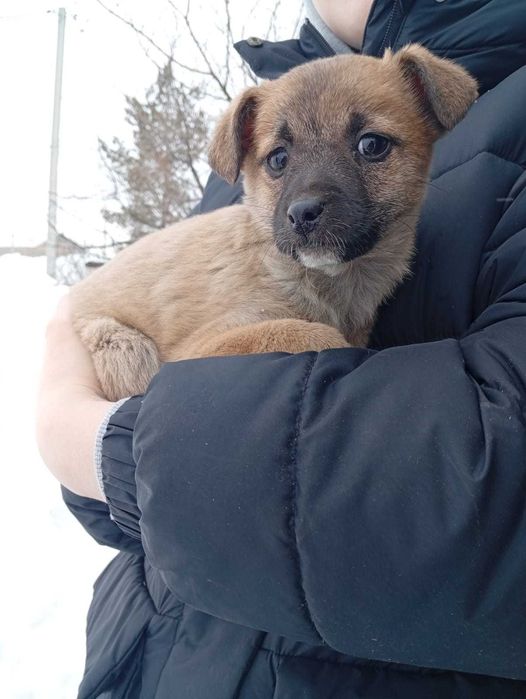 Отдадим щенков в доброе руки