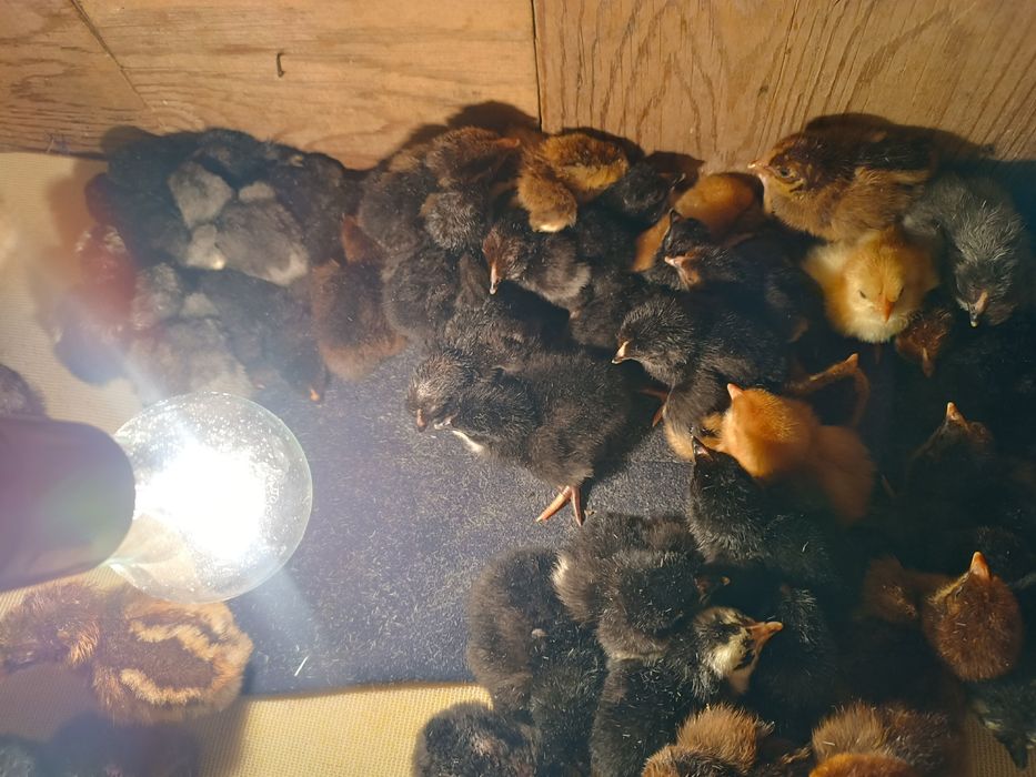 Цыплята     Балапан