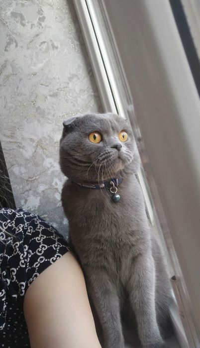 Опытный кот ,привитый с паспортом ждёт привитых невес т на вязку цена