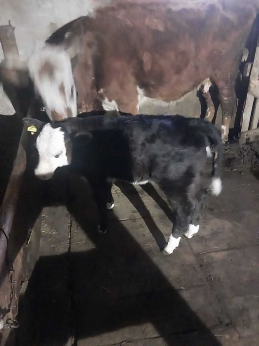 Жас сиыр бұзауымен сатылады!