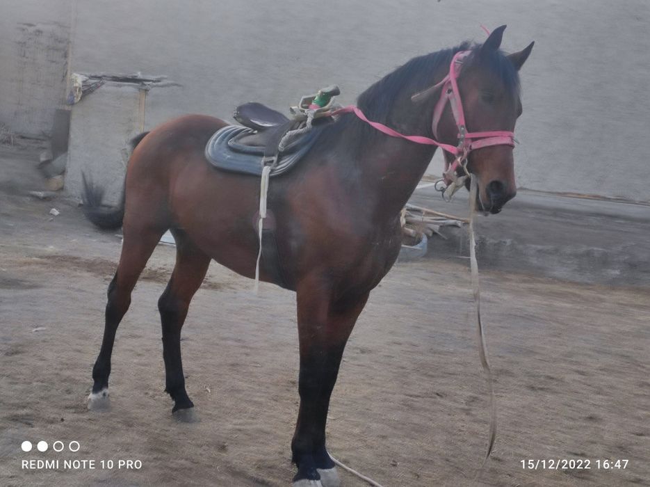 Ot sotiladi 3 yoshar