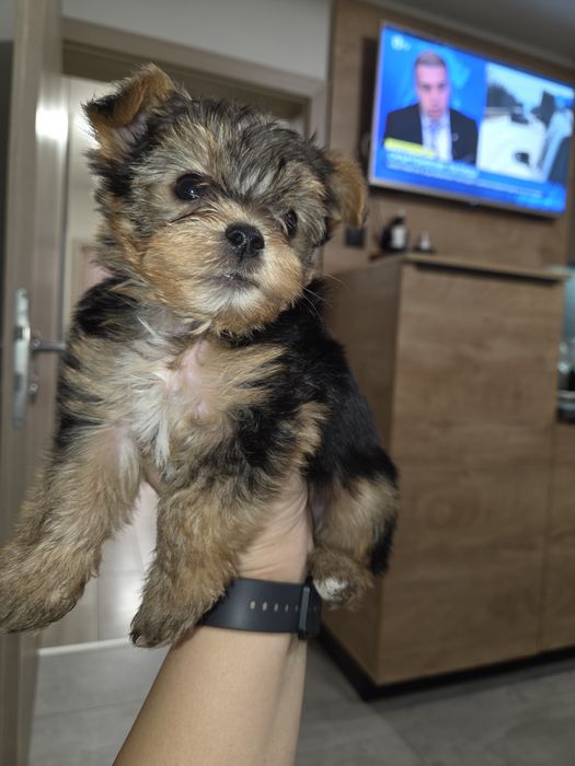 Мини Йорки момчета