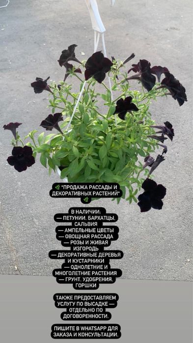 Петуния озеление опт розница